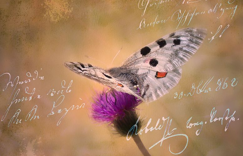 Un papillon, des mots