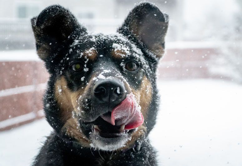 Lachons les chiens Brady Udall